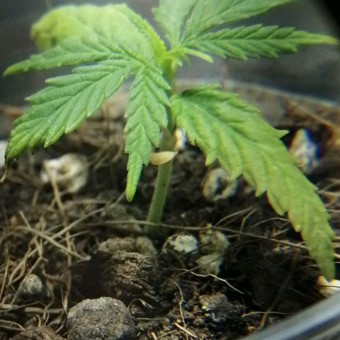 Colombia Punto Rojo growlog timeline photo