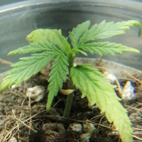 Colombia Punto Rojo growlog timeline photo