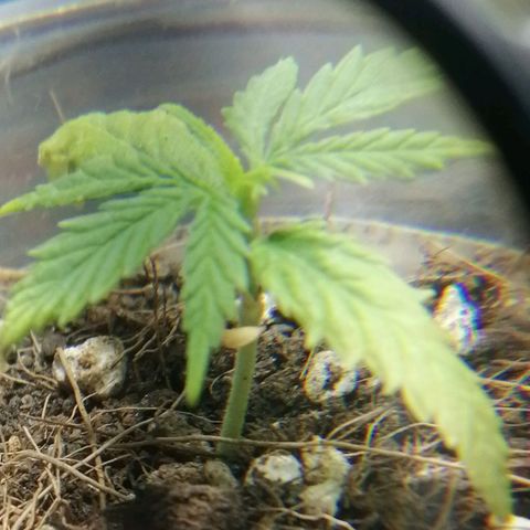 Colombia Punto Rojo growlog timeline photo