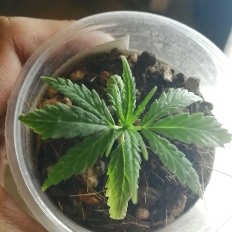 Colombia Punto Rojo growlog timeline photo