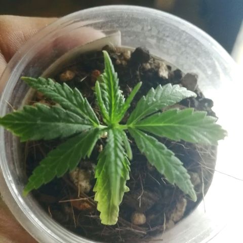Colombia Punto Rojo growlog timeline photo