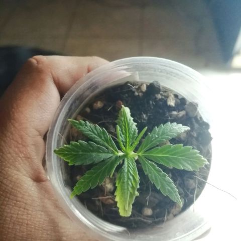 Colombia Punto Rojo growlog timeline photo