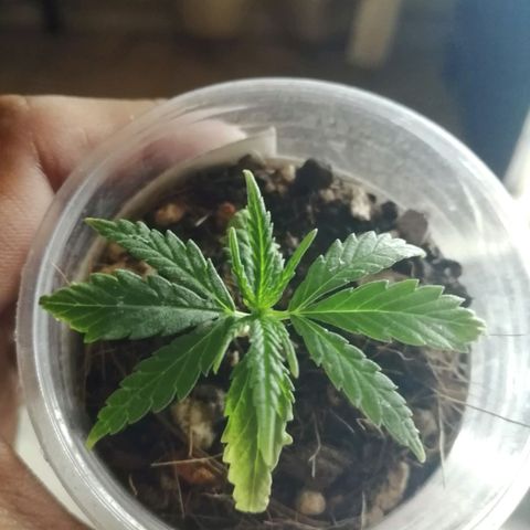 Colombia Punto Rojo growlog timeline photo