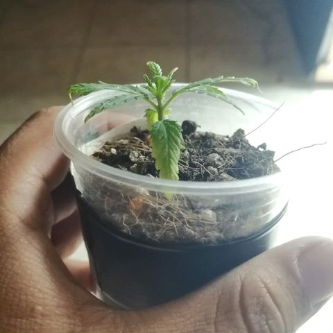 Colombia Punto Rojo growlog timeline photo
