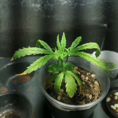 Colombia Punto Rojo growlog timeline photo