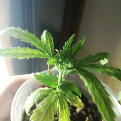 Colombia Punto Rojo growlog timeline photo