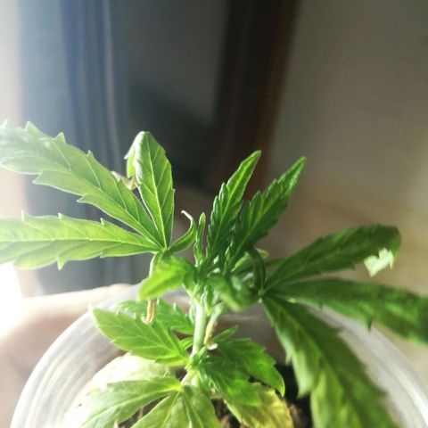 Colombia Punto Rojo growlog timeline photo