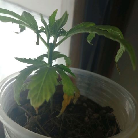 Colombia Punto Rojo growlog timeline photo