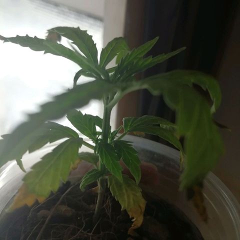 Colombia Punto Rojo growlog timeline photo