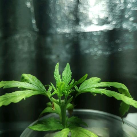 Colombia Punto Rojo growlog timeline photo