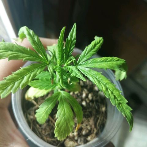 Colombia Punto Rojo growlog timeline photo