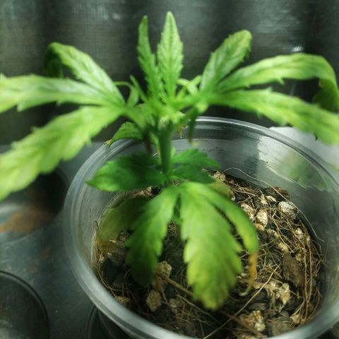 Colombia Punto Rojo growlog timeline photo