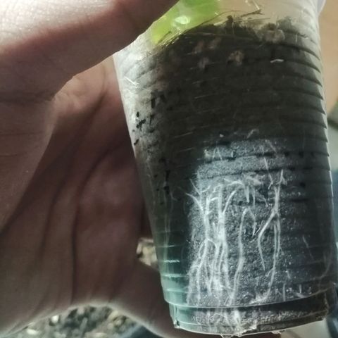 Colombia Punto Rojo growlog photo: Segundo transplante
Riego con PH en 3.0