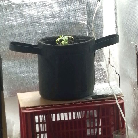 Colombia Punto Rojo growlog photo: Segundo transplante
Riego con PH en 3.0