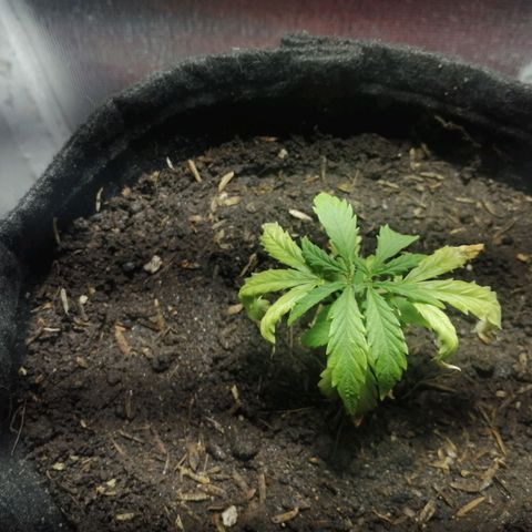 Colombia Punto Rojo growlog photo: Segundo transplante
Riego con PH en 3.0