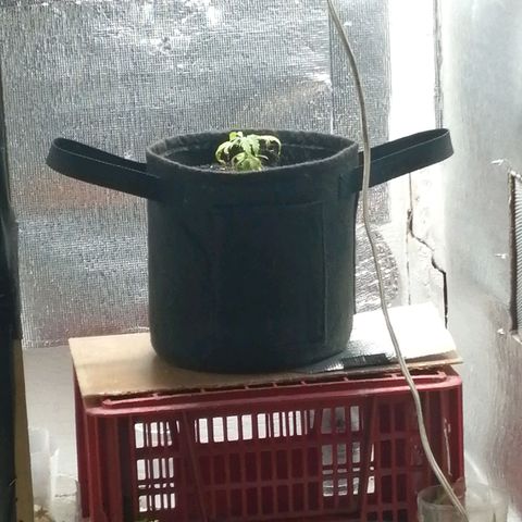 Colombia Punto Rojo growlog photo: Segundo transplante
Riego con PH en 3.0