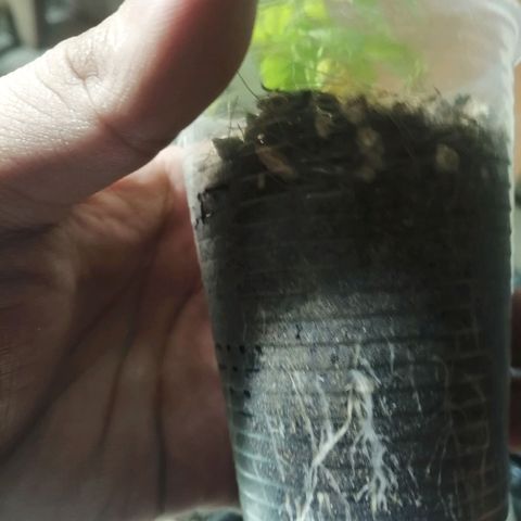 Colombia Punto Rojo growlog photo: Segundo transplante
Riego con PH en 3.0