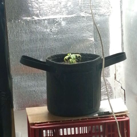 Colombia Punto Rojo growlog photo: Segundo transplante
Riego con PH en 3.0