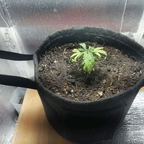 Colombia Punto Rojo growlog photo: Segundo transplante
Riego con PH en 3.0