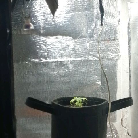 Colombia Punto Rojo growlog photo: Segundo transplante
Riego con PH en 3.0