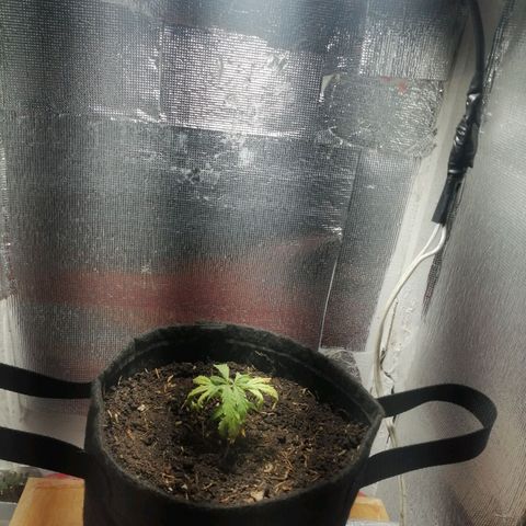 Colombia Punto Rojo growlog photo: Segundo transplante
Riego con PH en 3.0