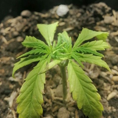 Colombia Punto Rojo growlog timeline photo