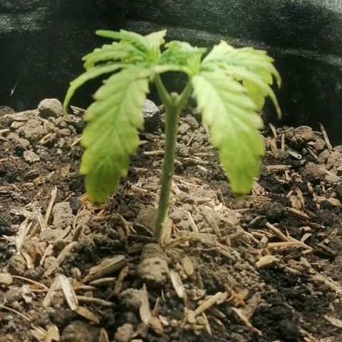 Colombia Punto Rojo growlog timeline photo