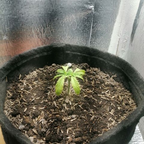Colombia Punto Rojo growlog timeline photo