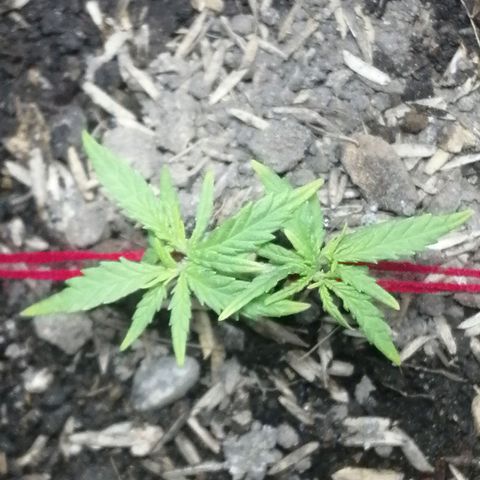 Colombia Punto Rojo growlog timeline photo