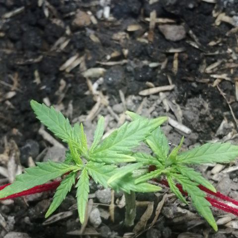 Colombia Punto Rojo growlog timeline photo