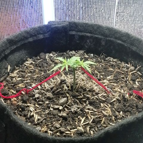 Colombia Punto Rojo growlog timeline photo