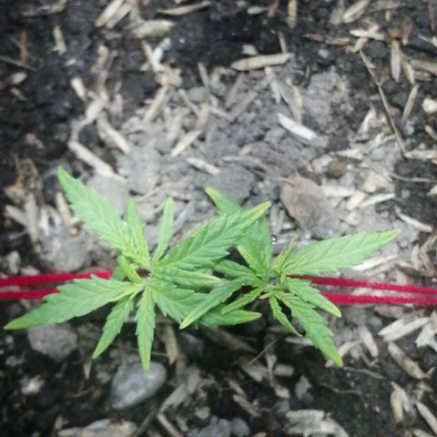 Colombia Punto Rojo growlog timeline photo
