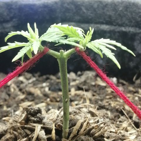 Colombia Punto Rojo growlog timeline photo