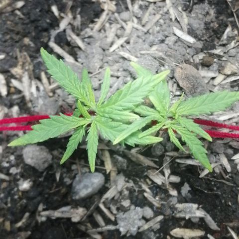 Colombia Punto Rojo growlog timeline photo