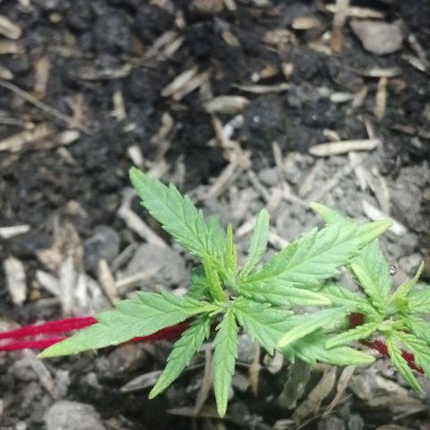 Colombia Punto Rojo growlog timeline photo