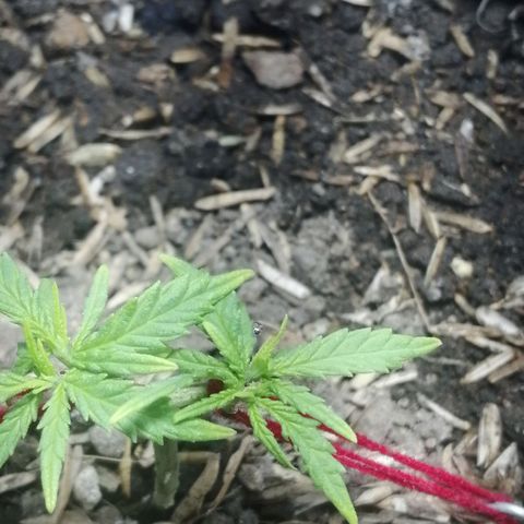 Colombia Punto Rojo growlog timeline photo