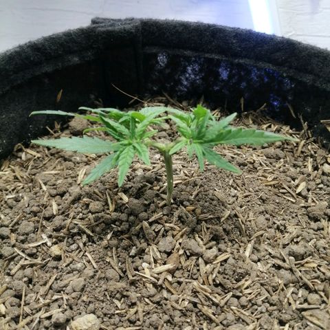 Colombia Punto Rojo growlog timeline photo