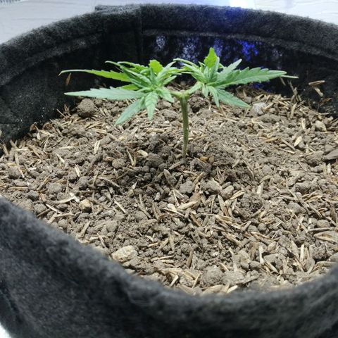 Colombia Punto Rojo growlog timeline photo