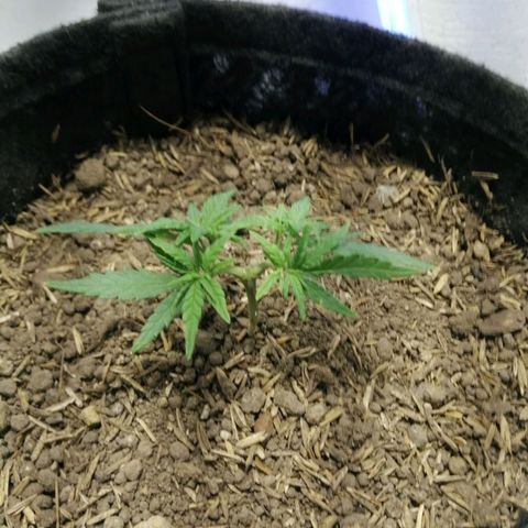 Colombia Punto Rojo growlog timeline photo