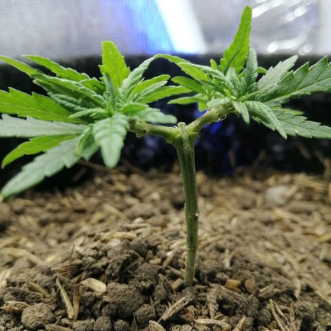 Colombia Punto Rojo growlog timeline photo