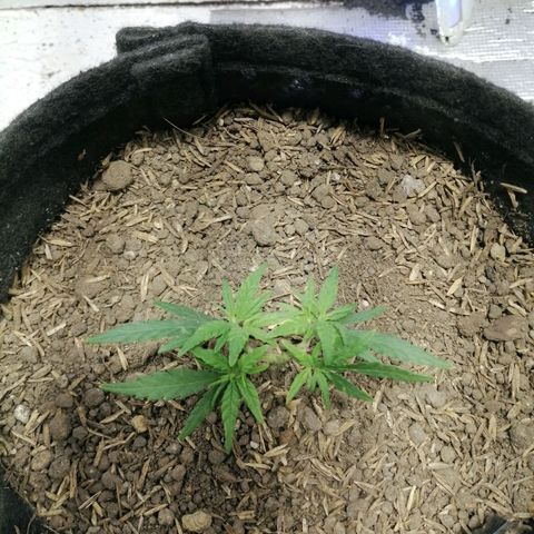 Colombia Punto Rojo growlog timeline photo