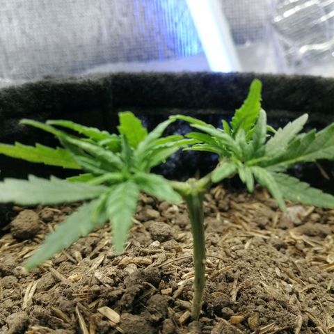 Colombia Punto Rojo growlog timeline photo