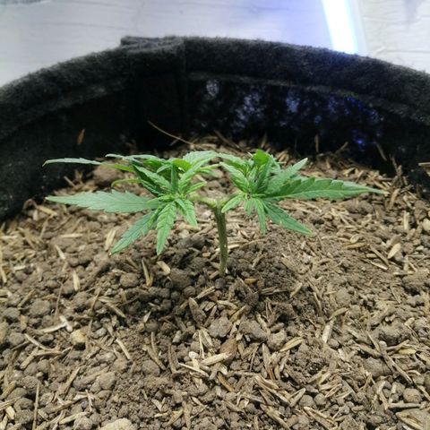 Colombia Punto Rojo growlog timeline photo