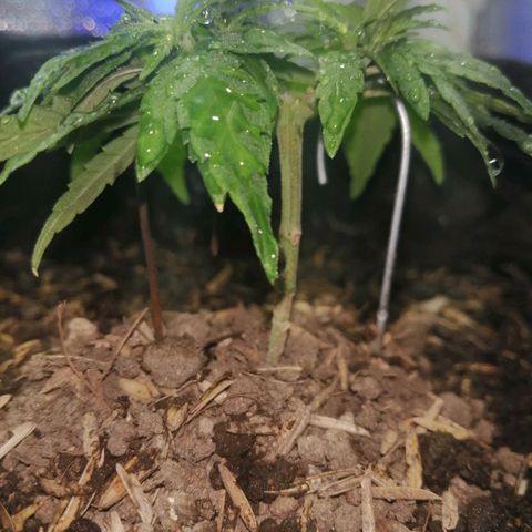 Colombia Punto Rojo growlog timeline photo