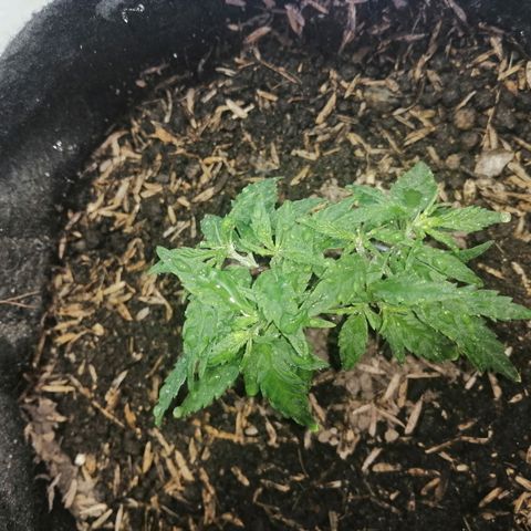Colombia Punto Rojo growlog timeline photo