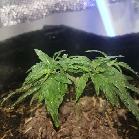 Colombia Punto Rojo growlog timeline photo