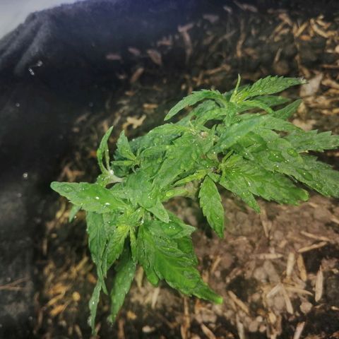 Colombia Punto Rojo growlog timeline photo