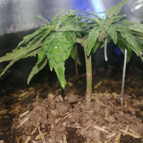 Colombia Punto Rojo growlog timeline photo