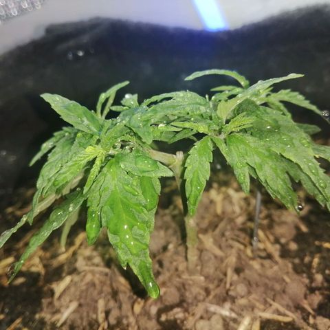 Colombia Punto Rojo growlog timeline photo