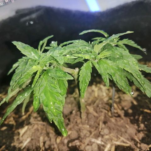 Colombia Punto Rojo growlog timeline photo